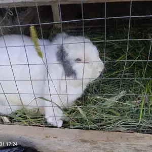 Кролик, Канибадам