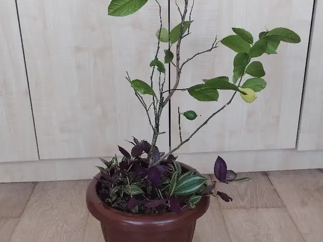 Лимонное дерево, Душанбе