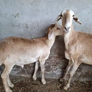 Ду сар гусфанди афгонӣ, Бохтар (Курган-Тюбе)