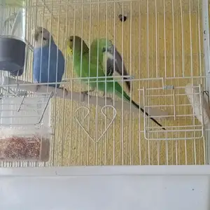 Попугай, Душанбе