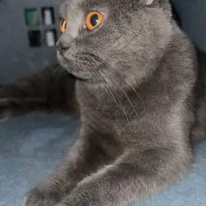 Шатланская кошка, Душанбе