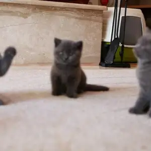 Британский котёнок, Худжанд
