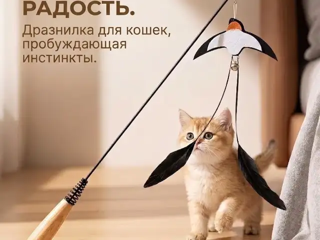 Дразнилка для кошек и собак, Душанбе