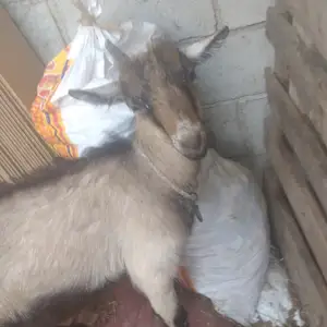 Бузича альпийская порода, Душанбе