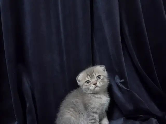 Шотландские вислоухие котята, Хуҷанд
