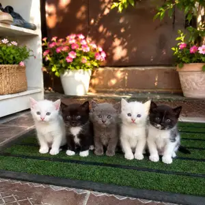 Котята, Душанбе