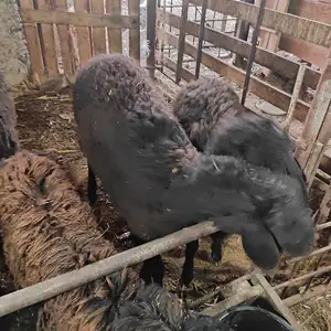 Гусфанд, Канибадам