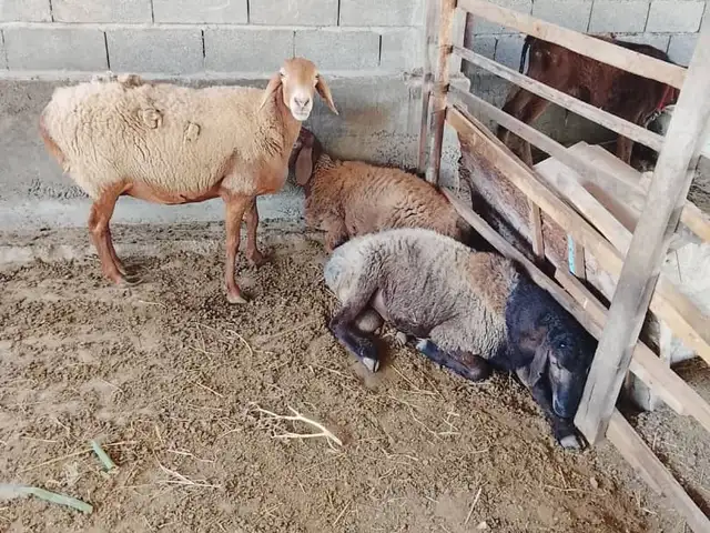 Хисори гусфанд, Хуҷанд