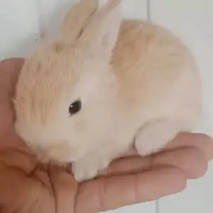 Харгушча 9км, Душанбе