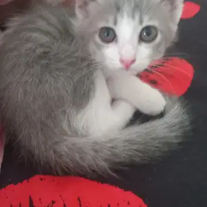 Котик Шотландский Вислоухий, Худжанд