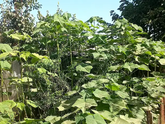 Павлония, Душанбе
