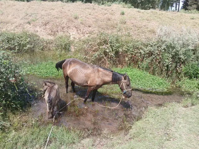 Асп, Вахдат