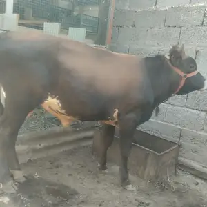Букача, Гиссар