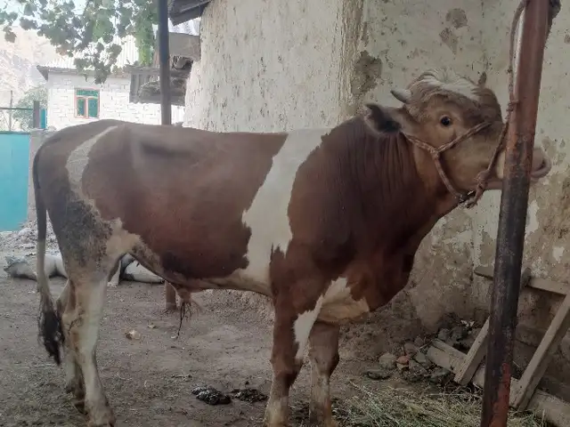 Бука, Ваҳдат