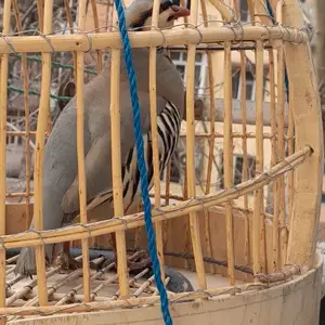Кабк, Душанбе
