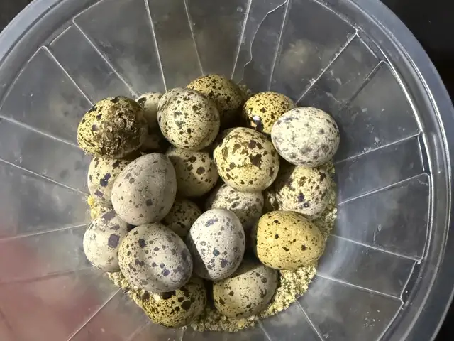 Тухми бедонаи италия, Хуҷанд