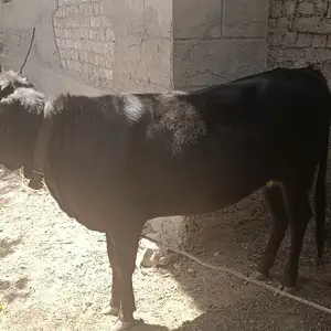 Гуночин, Душанбе