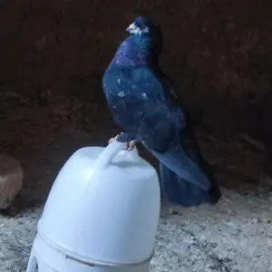 Кафтар, Вахдат