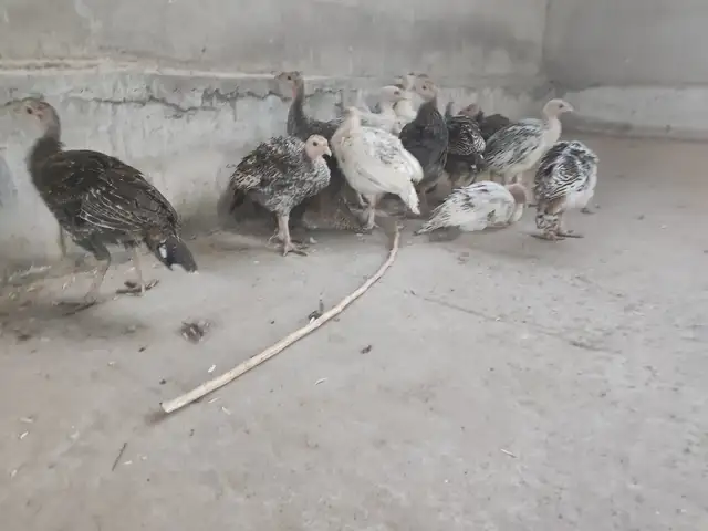 Чуҷаи индуки, Душанбе