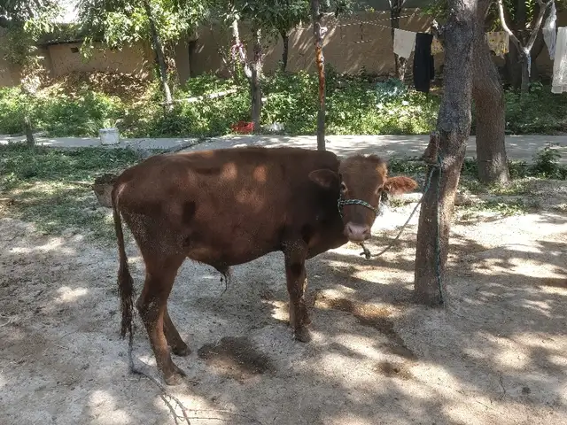 Бука, Панҷакент