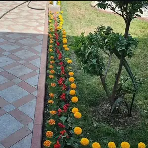 Гули мавсими, Душанбе