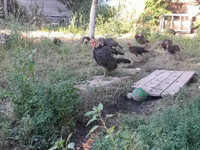 Чучаи индюк, Бобоҷон Ғафуров