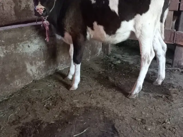Гуночин, Ҳисор