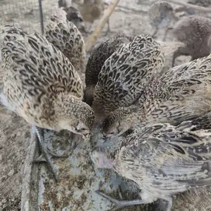 Фазанҳои 2 моҳа, Дангара