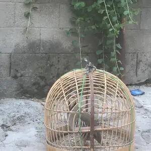 Кабки помир, Душанбе
