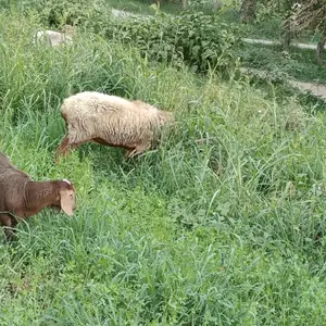 Кучкор оча бача, Худжанд