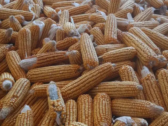 Чуворимакка, Хуҷанд