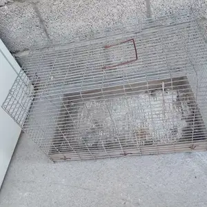 Клетка, Худжанд