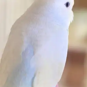 Попугай, Душанбе