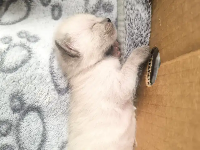 Сиамские котята, Душанбе - 2