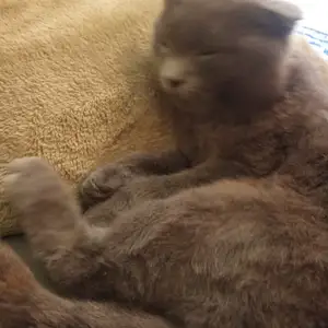 Кошка, Душанбе
