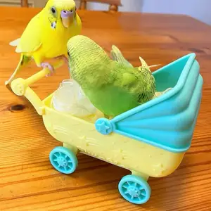 Попугай и коляска, Душанбе