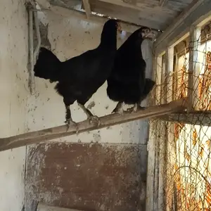 Мург, Канибадам