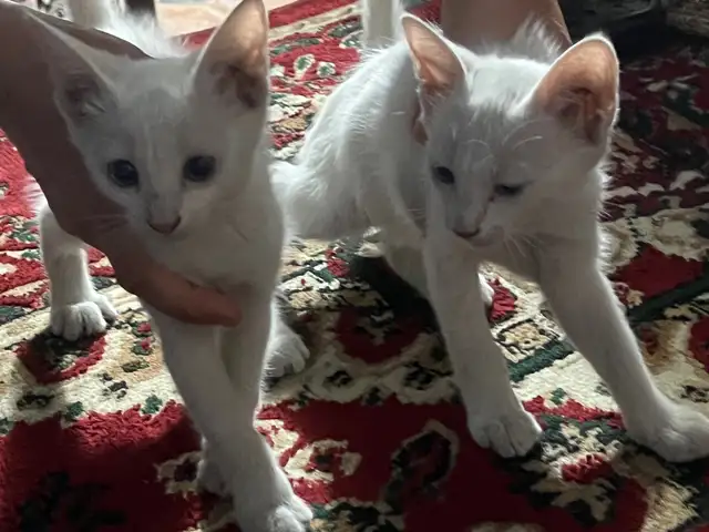 Кошки даром, Худжанд