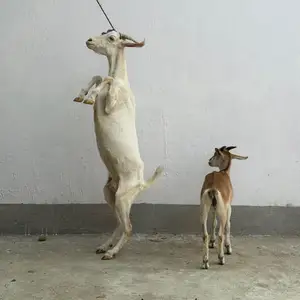 Буз бо бузича, Рудаки