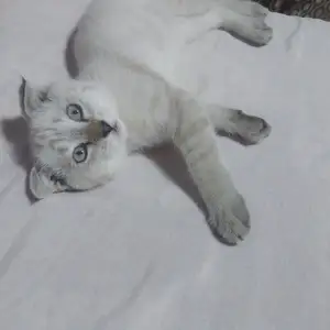 Шотландская вислоухая кошка, Худжанд