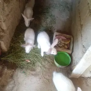 Заргуш, Душанбе