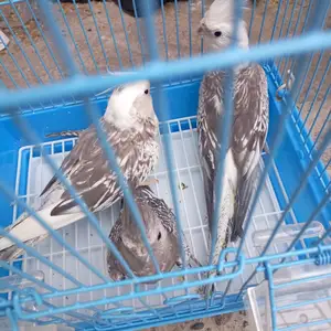 Попугай, Гиссар