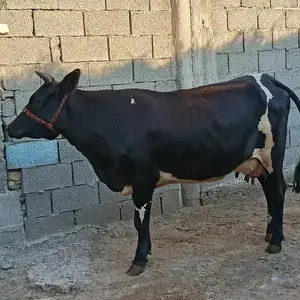 Гови оча бача, Канибадам