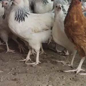 Чучахои Ломан ва Рябушка, Бохтар (Курган-Тюбе)