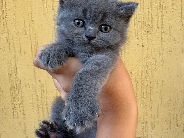 Шотландские котята, Душанбе