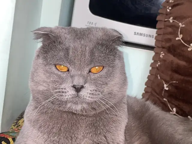 Кот на вязку, Бустон (Чкаловск)