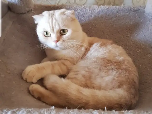 Кошка вислоухий шотландец, Душанбе