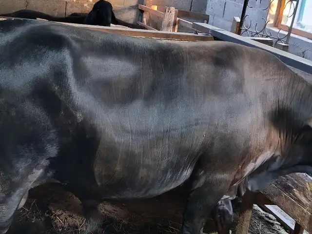 Буқа, Худжанд
