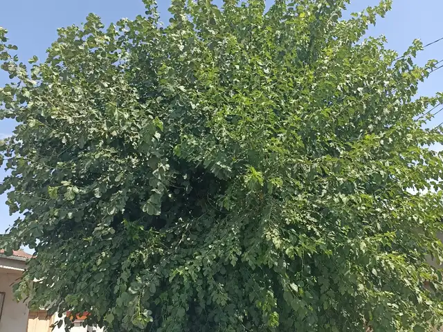 Дарахтони тут, Хуҷанд