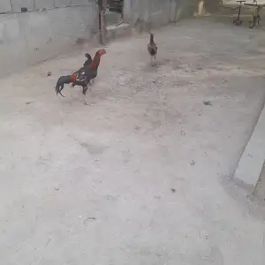 Хурузи дакан, Худжанд